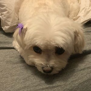 Meet your Posher, Diana